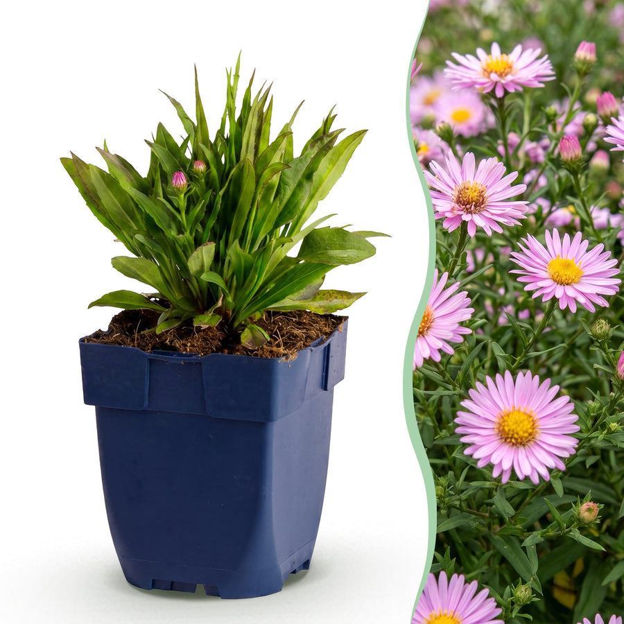 Aster Wood's Pink with clear pink daisy flowers with yellow centres over neat foliage, 24-plant perennial pack in 11cm pots