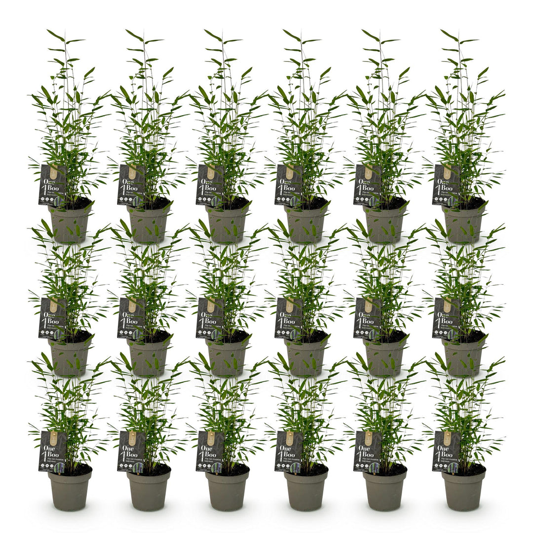 Bamboo - Fargesia Black Dragon - Evergreen - Non-Invasive - Green - 18 Plants - Pot 14cm - Height 35cm