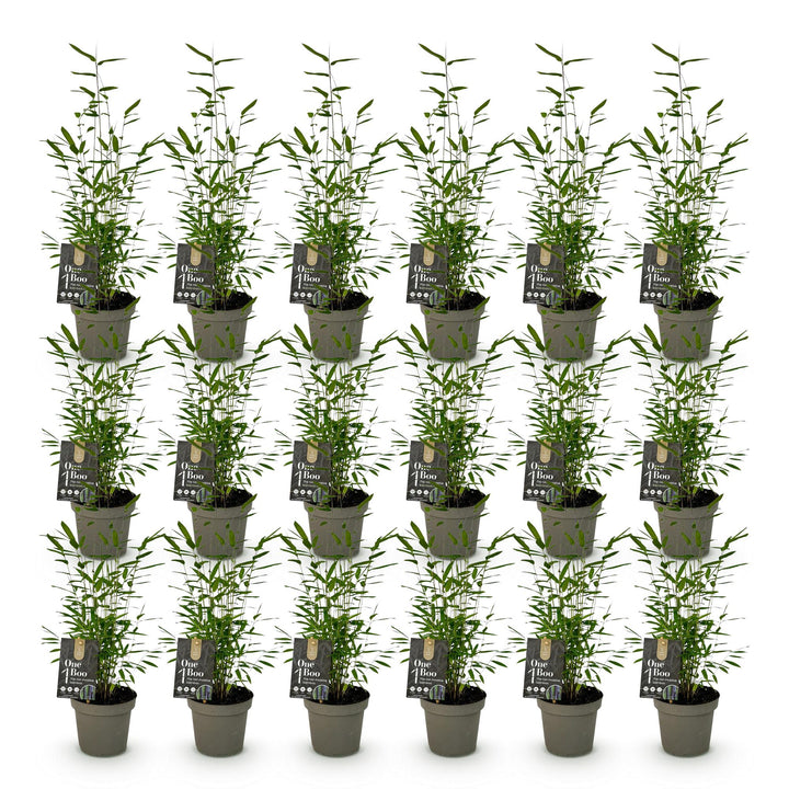 Bamboo - Fargesia Black Dragon - Evergreen - Non-Invasive - Green - 18 Plants - Pot 14cm - Height 35cm