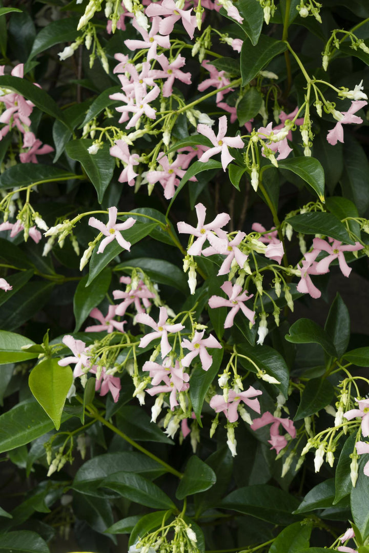 2x - Trachelospermum 'Star of Ibiza' - ↨65cm - Ø15 styled in an Irish home interior
