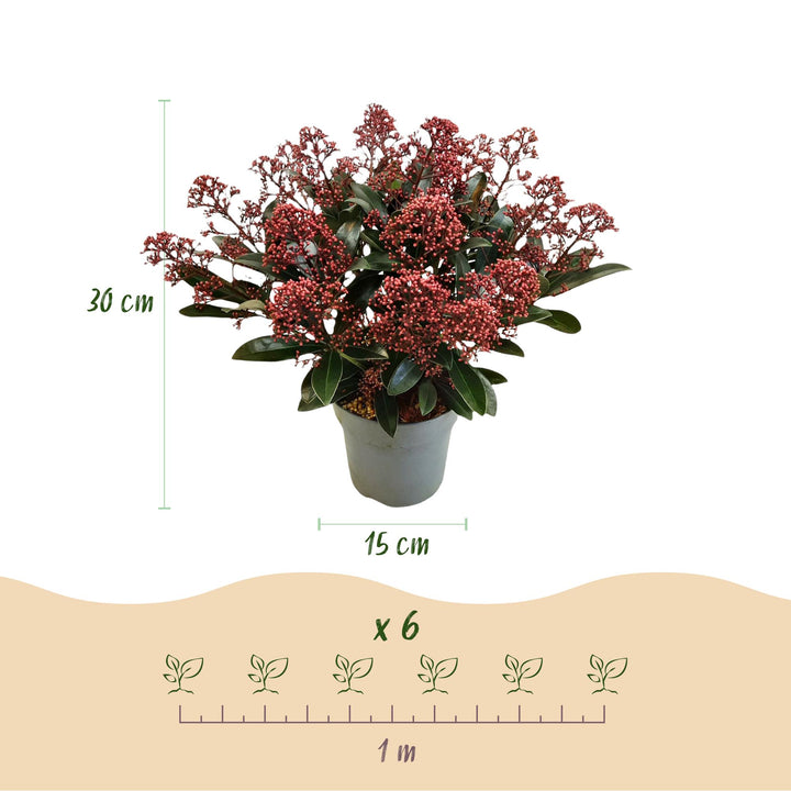 Duo of 2 Skimmia japonica 'Rubella' and 'Finchy' plants in 15cm pots, 30cm tall - view 3