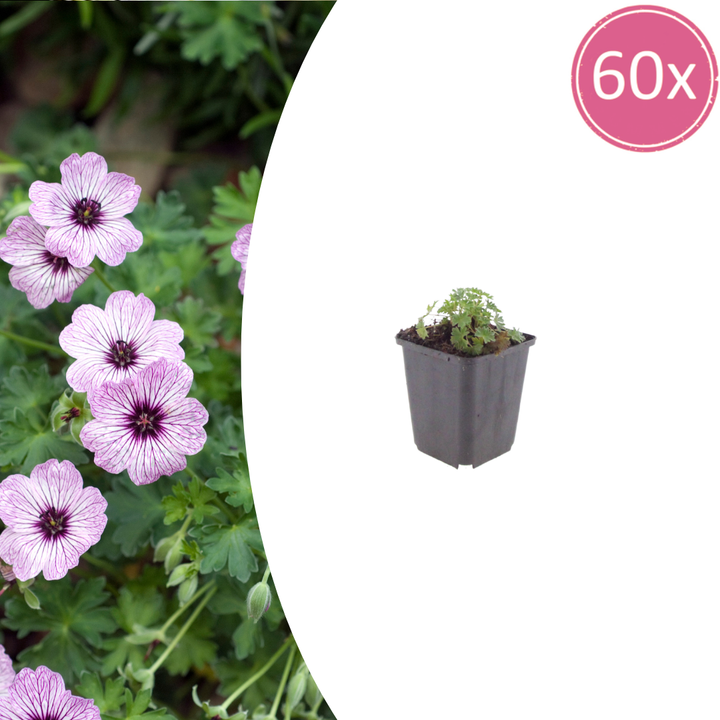 60x Geranium cin. 'Ballerina' - ↕10-25cm - Ø9cm
