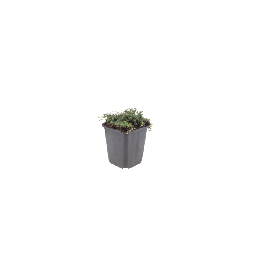Creeping thyme 'Purple Beauty' with small green foliage in grey square pot, 10-25cm tall