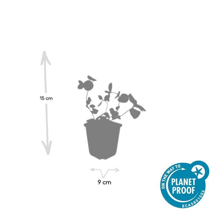 60x Vinca major - ↕10-25cm - Ø9cm