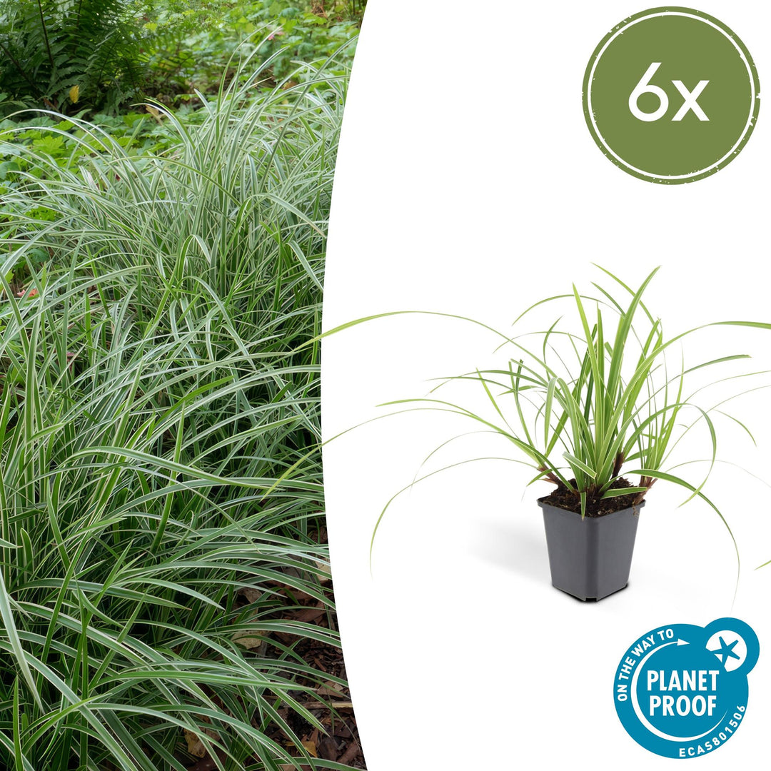 Six Carex morrowii 'Ice Dance' sedges with variegated green and cream striped leaves in black 9cm pots, 10-25cm tall