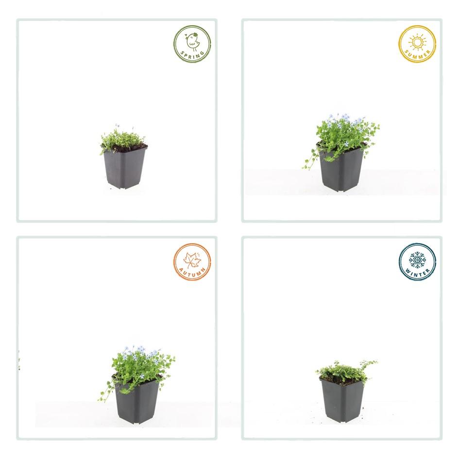 60x Isotoma fluviatilis 'Alba'- ↕10-25cm - Ø9cm