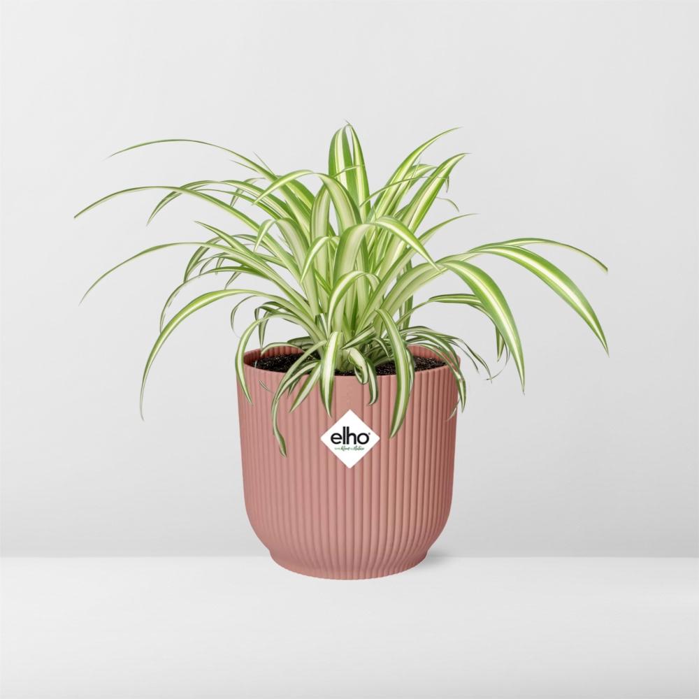 Variegated Spider Plant (Chlorophytum comosum 'Variegatum') in a pink ELHO Vibes pot, view 6
