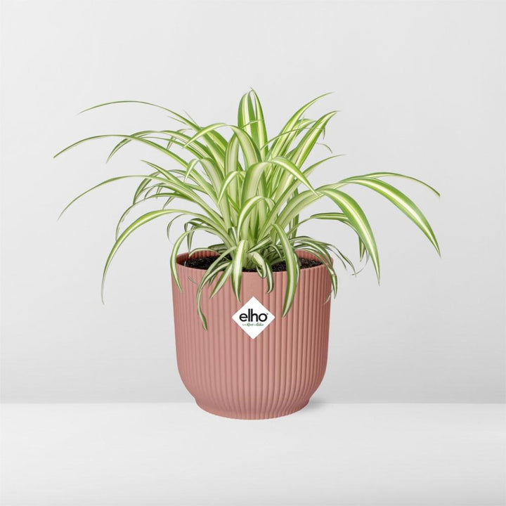 Variegated Spider Plant (Chlorophytum comosum 'Variegatum') in a pink ELHO Vibes pot, view 6