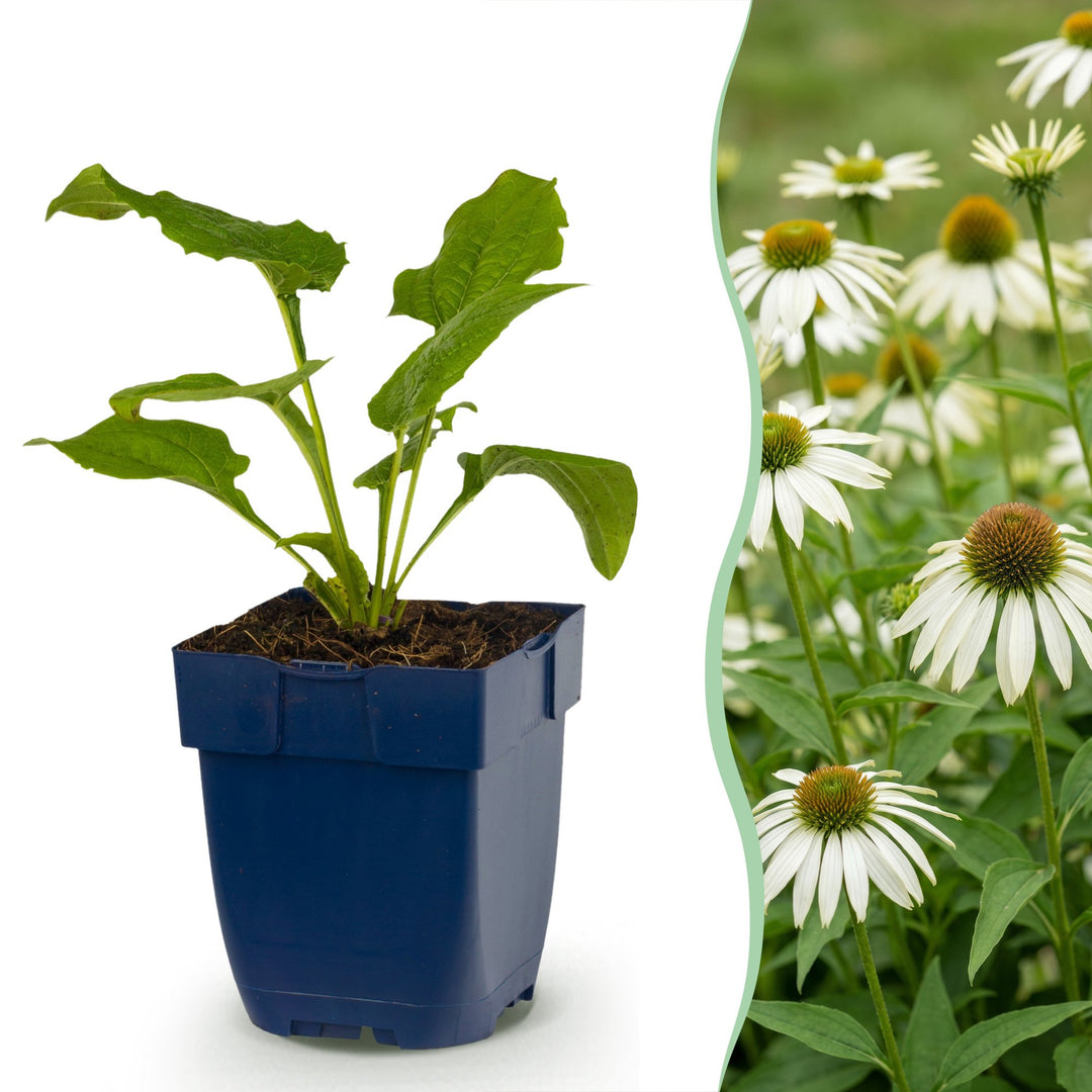 24x Echinacea purpurea Alba white coneflower plants in 11cm pots