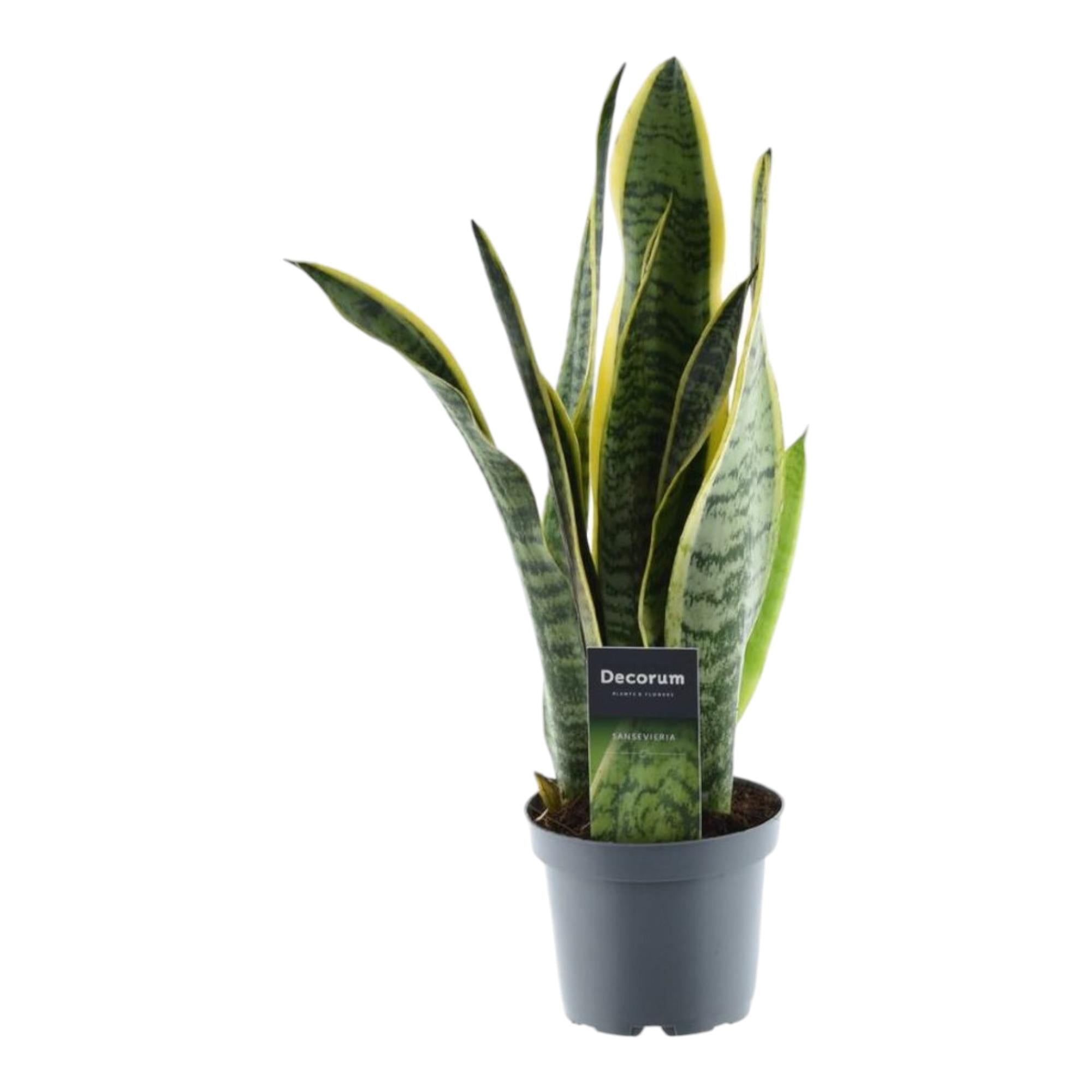House Plants