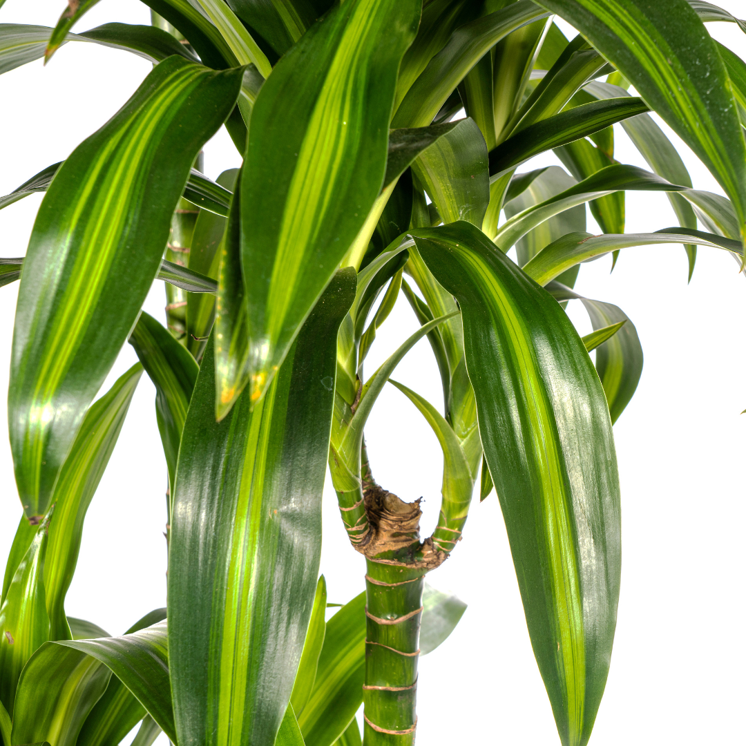 Dracaena Hawaiian Sunshine 170-190cm - Air Purifying Indoor Plant Ø27cm