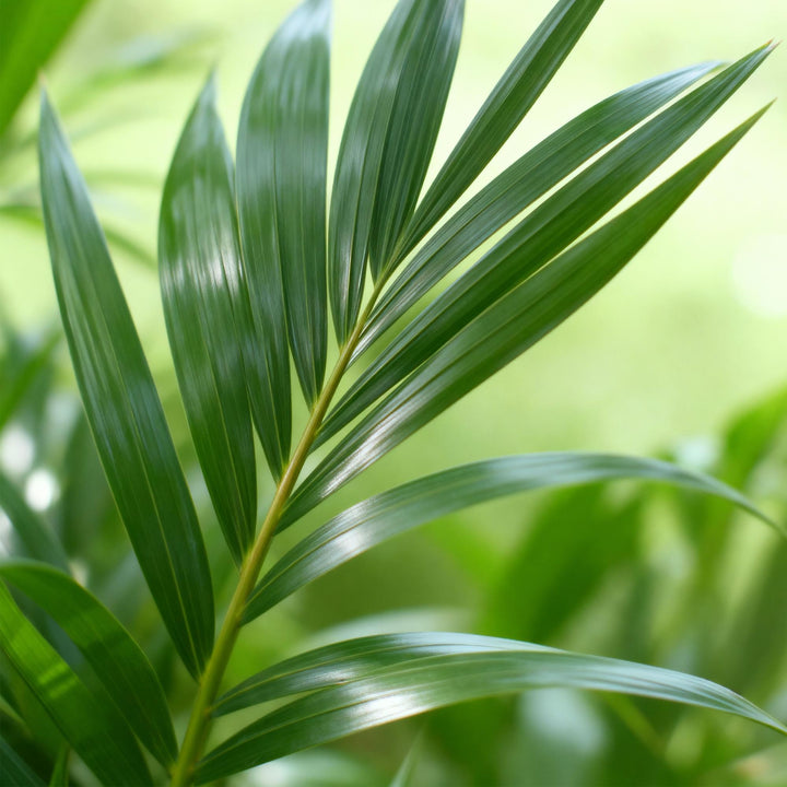 Kentia Palm (Howea forsteriana) - view 4