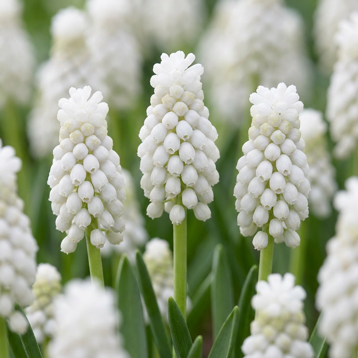 Muscari 'White Magic' in flower, pure white grape-like flower spikes, 400-bulb pack, size 6/8, for Irish gardens