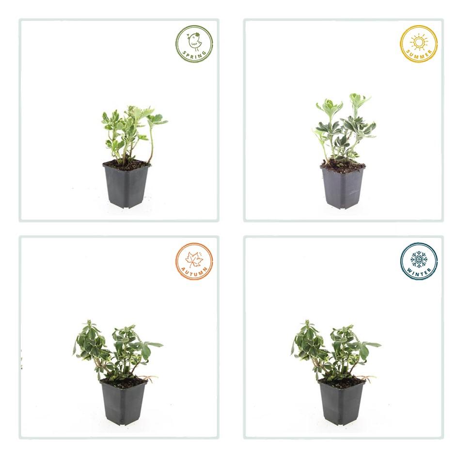6x Pachysandra term. 'Variegata' - ↕10-25cm - Ø9cm — healthy root ball and nursery pot ready to ship from Ireland