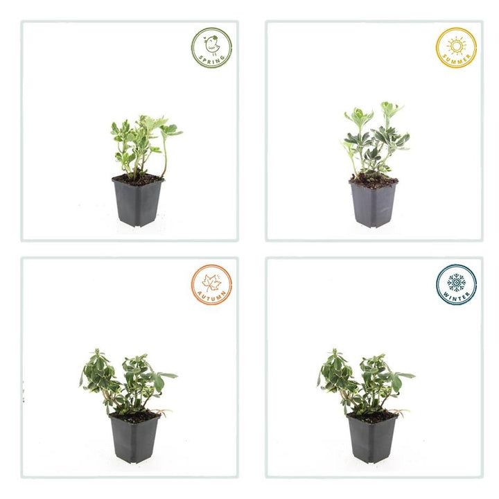 6x Pachysandra term. 'Variegata' - ↕10-25cm - Ø9cm — healthy root ball and nursery pot ready to ship from Ireland