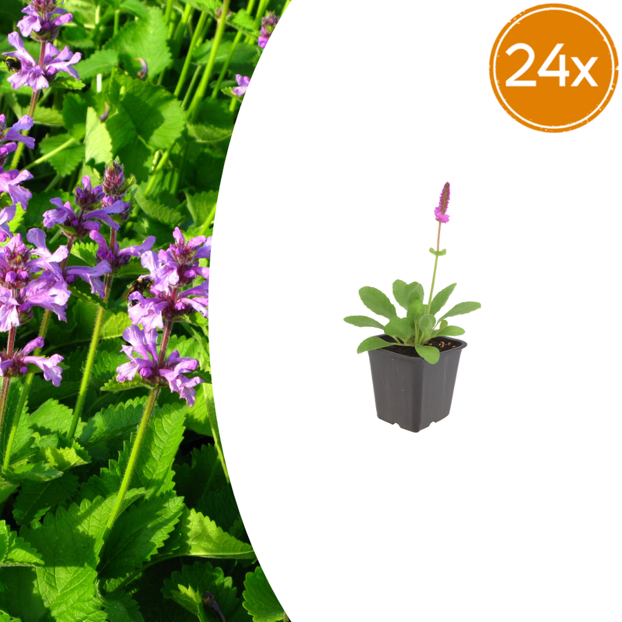 Self-heal Hummelo in small black plastic pot, green oval leaves with purple-pink flower spike, 10-25cm tall
