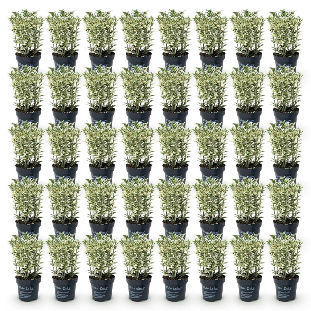 40x Euonymus japonicus 'White Spire' Japanese Spindle - Evergreen Hedging - 9cm Pot - 20-30cm