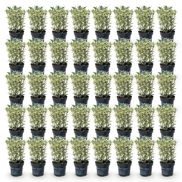 40x Euonymus japonicus 'White Spire' Japanese Spindle - Evergreen Hedging - 9cm Pot - 20-30cm