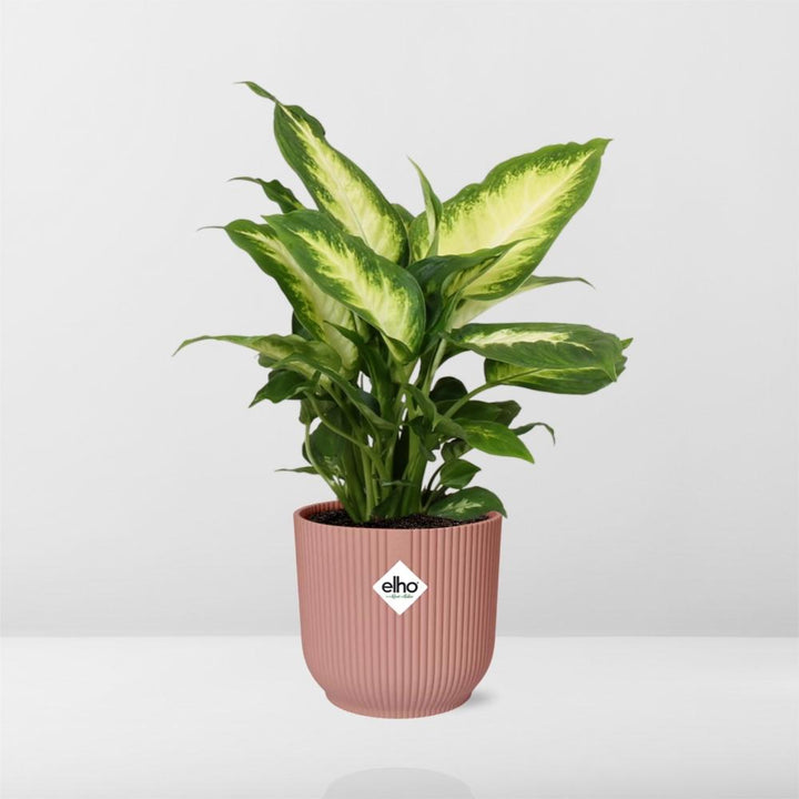 Dieffenbachia Camilla (Dieffenbachia 'Camilla') in a pink ELHO Vibes pot, view 6