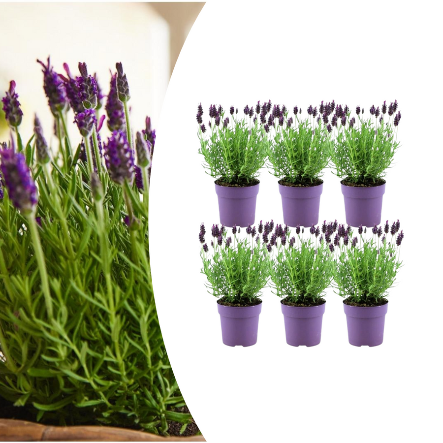 Six French lavender plants with purple flower spikes and narrow green foliage in purple pots, displayed in two rows of three.