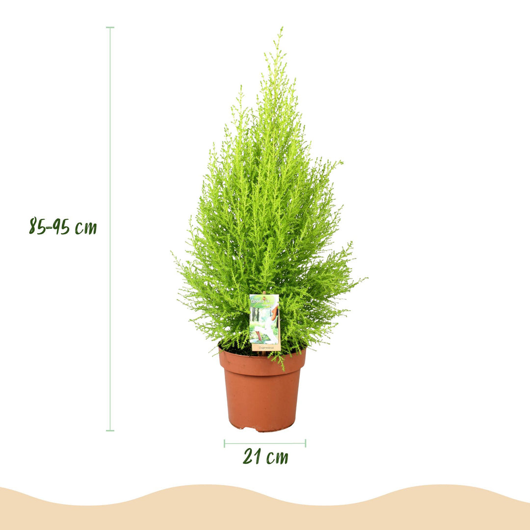 Cupressus 'Goldcrest Wilma' golden lemon-scented conifer, 21cm pot, 85-95cm, supplied with a grey potter - view 3