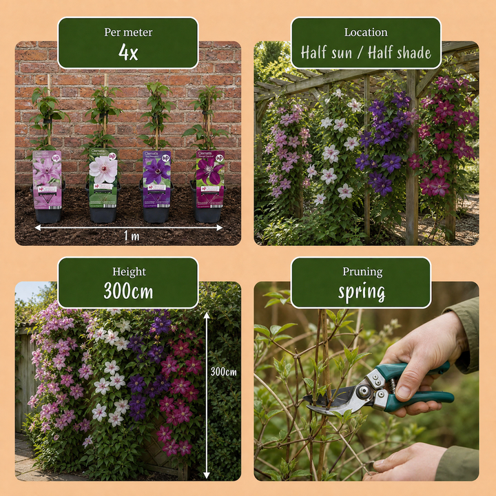 16x Clematis 'Rainbow' mixed colour climbers in 9cm pots - view 6