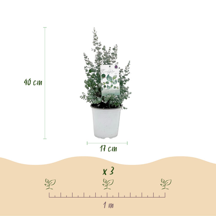 Pack of 6 Eucalyptus gunnii plants in 17cm pots, 40cm tall - view 3