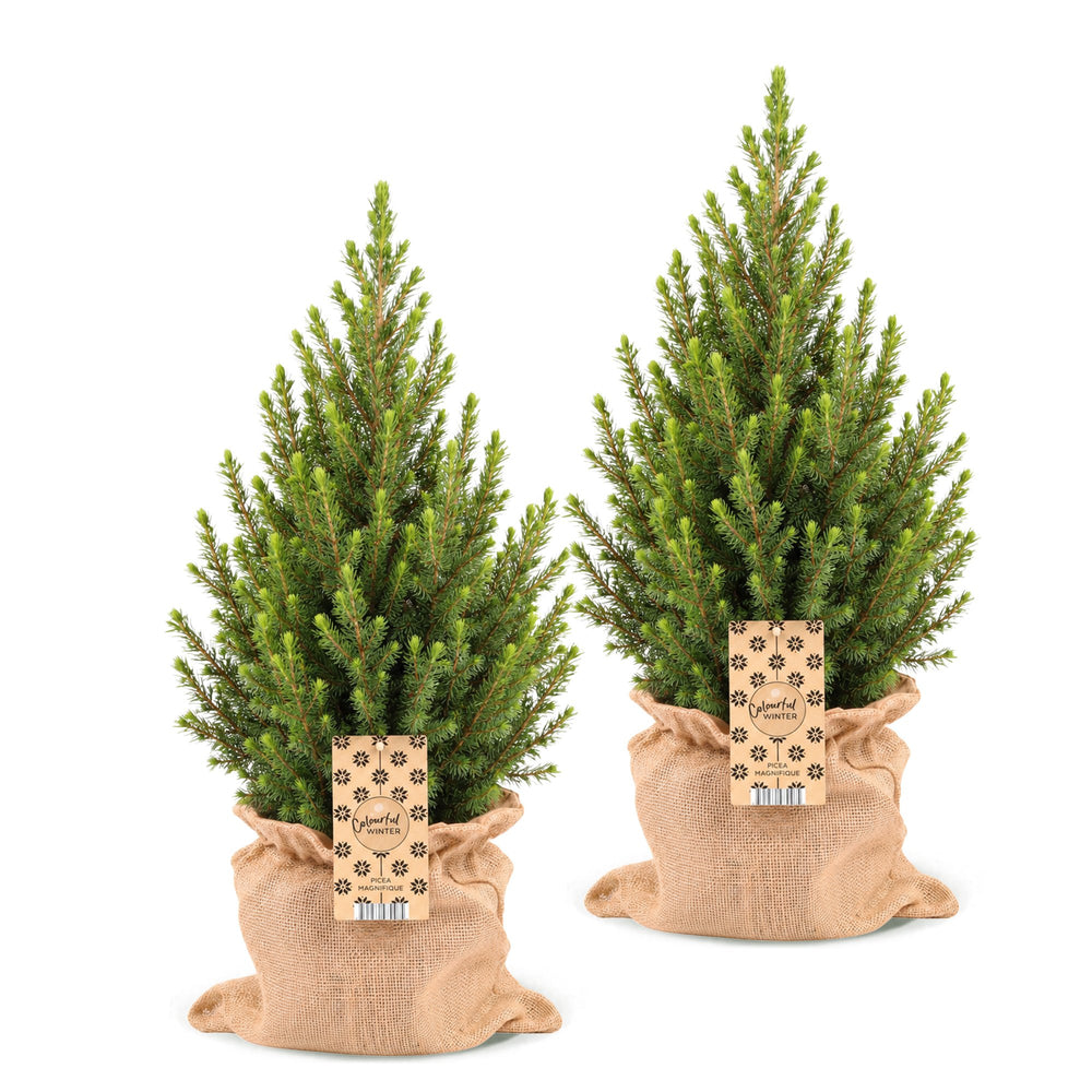 Pack of 2 potted dwarf spruce Christmas trees, 65cm in 19cm pots with a jute bag - view 2