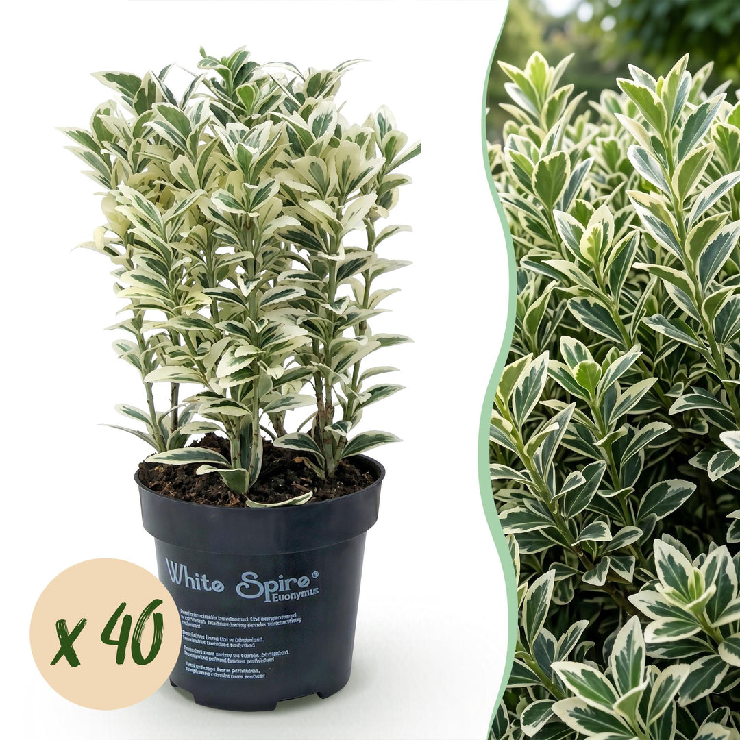Euonymus japonicus 'White Spire' with narrow upright stems and white-margined green leaves, 40-plant hedging pack in 9cm pots