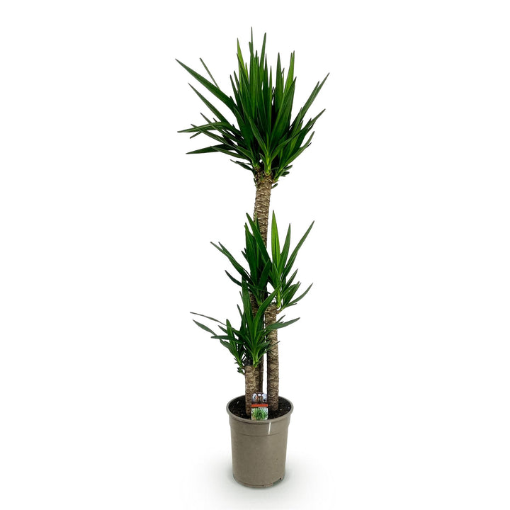 Yucca (Yucca elephantipes) - view 2