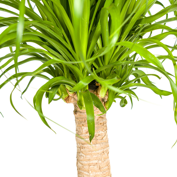Beaucarnea Recurvata Stem 60-80cm — Ponytail Palm in 21cm pot, with basket