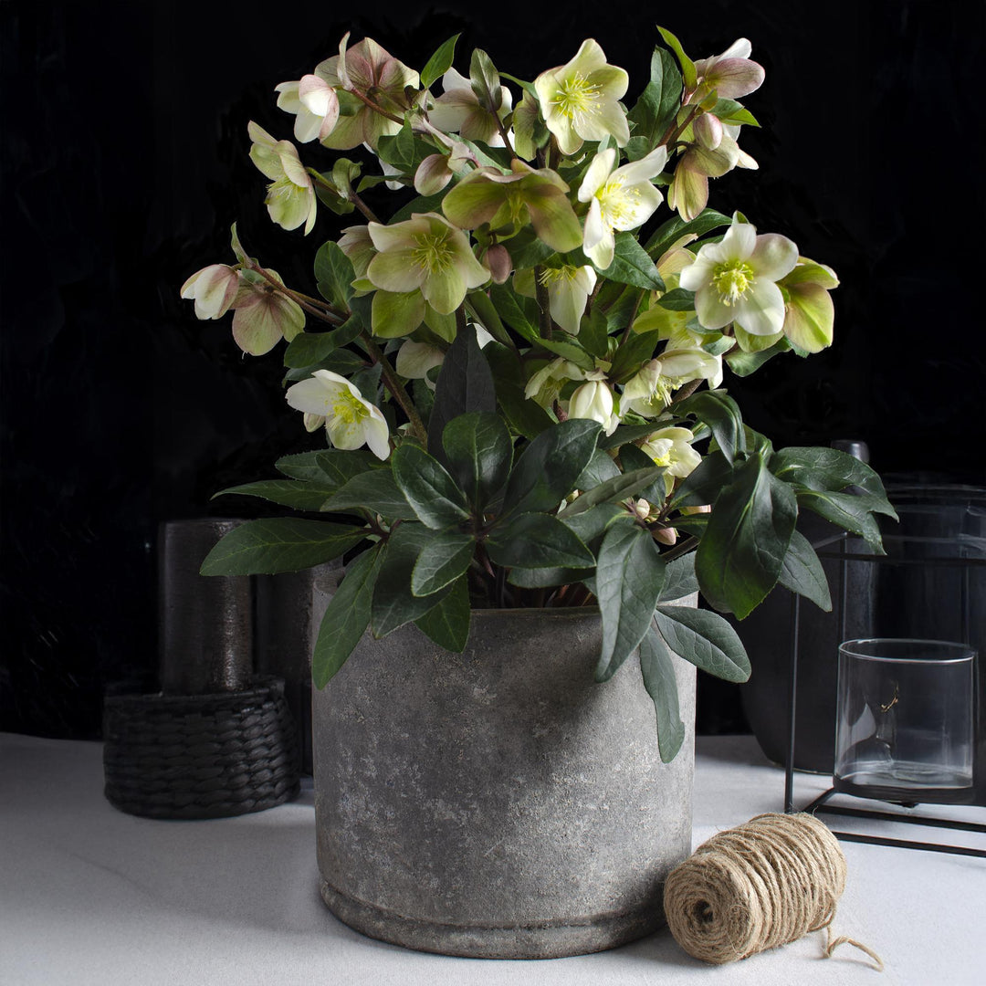 Helleborus 'Diamond Fire' Lenten Rose, single plant in a 19cm pot - view 5
