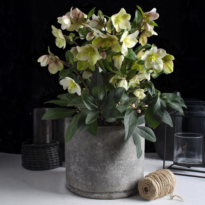Helleborus 'Diamond Fire' Lenten Rose, single plant in a 19cm pot - view 5