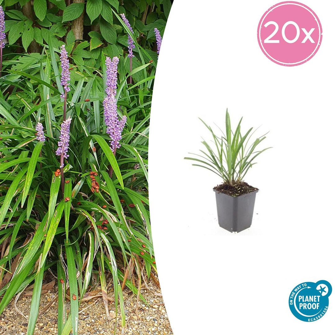 20x Liriope muscari 'Ingwersen' - Hardy Purple Lilyturf 10-25cm