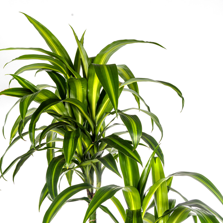 Dracaena Hawaiian Sunshine 170-190cm - Air Purifying Indoor Plant Ø27cm
