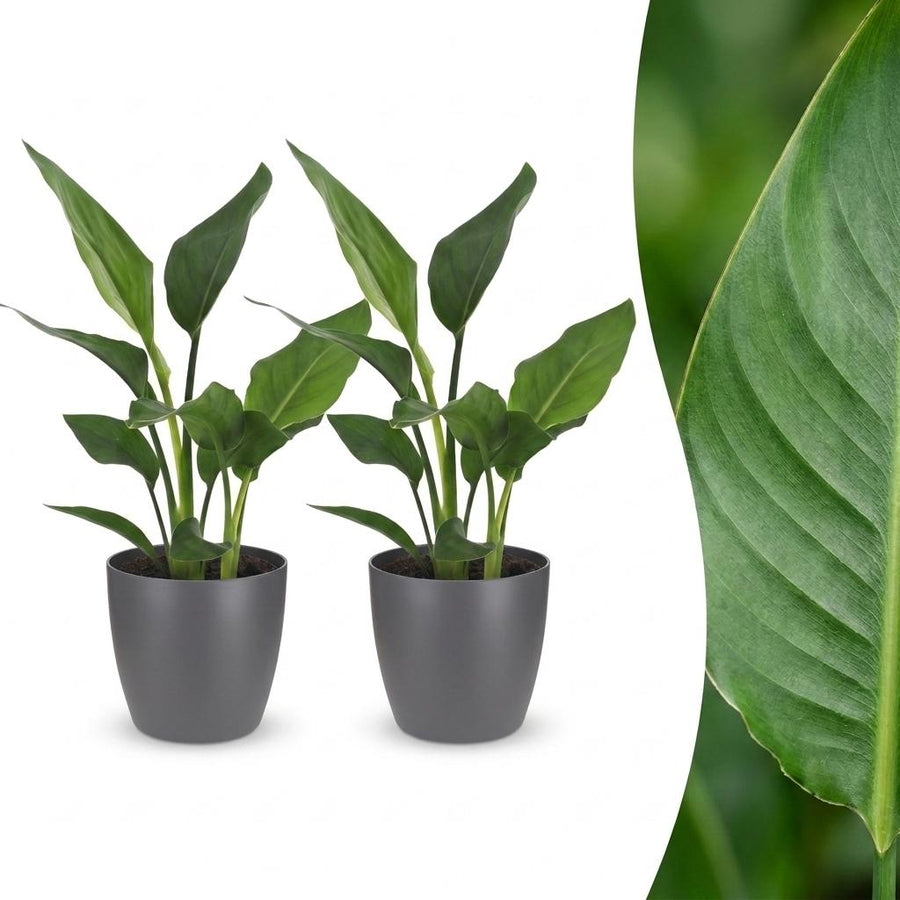 Bird of Paradise with large paddle-shaped leaves on tall upright stalks, set of 2 plants in a grey ceramic pot, about 35cm tall