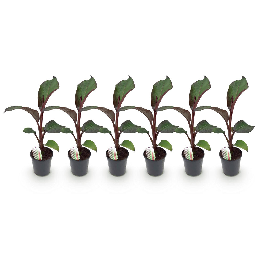 Pack of 6 Ensete ventricosum 'Maurelli' plants in 17cm pots, 40cm tall - view 2