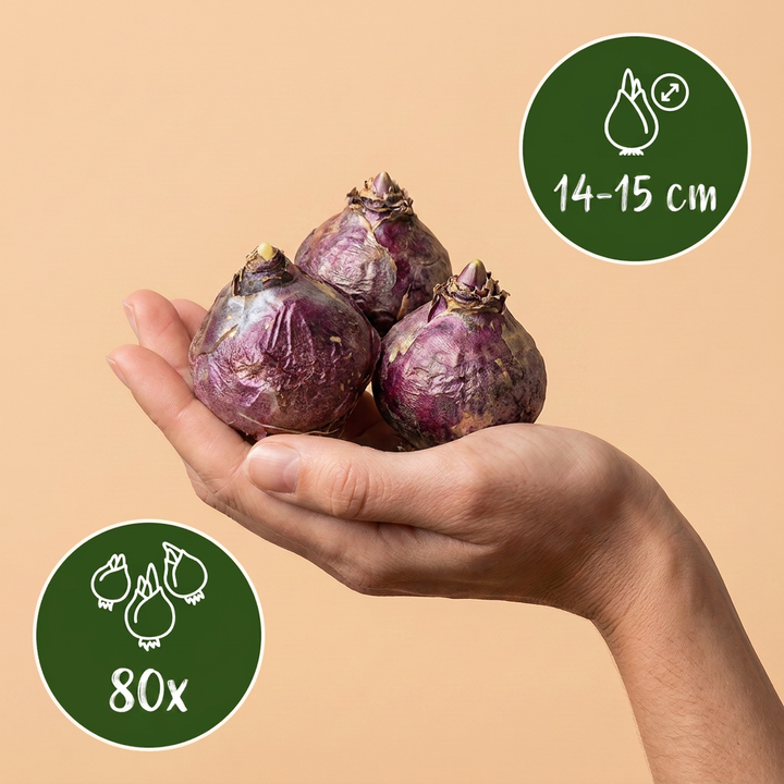 80x Hyacinthus Pastel Mix Bulbs - Pastel - Spring Flowering - Size 14/15