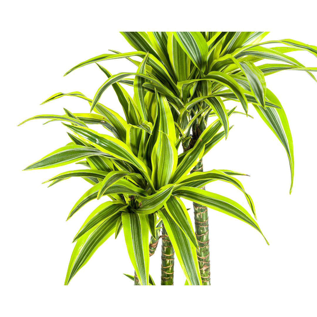 Dracaena Lemon Lime - Variegated Indoor Plant 170-190cm Tall