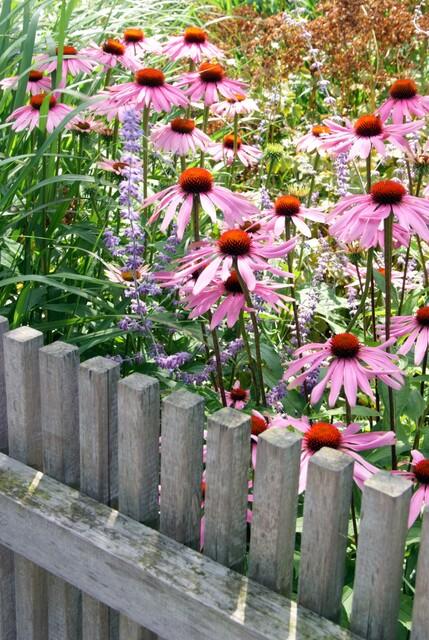 6x Echinacea p. 'Magnus' - ↕10-25cm - Ø9cm — healthy root ball and nursery pot ready to ship from Ireland
