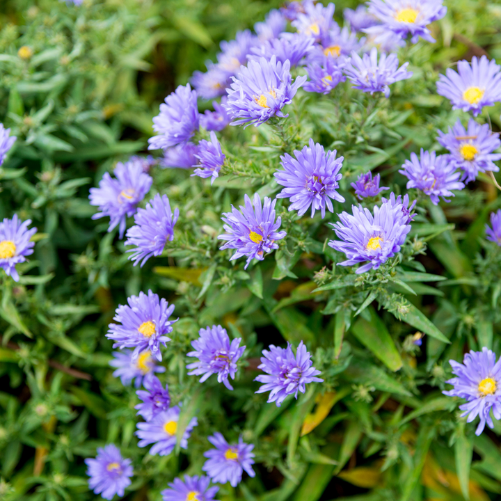 24x Aster frikartii 'Monch' - ↕10-25cm - Ø9cm — healthy root ball and nursery pot ready to ship from Ireland