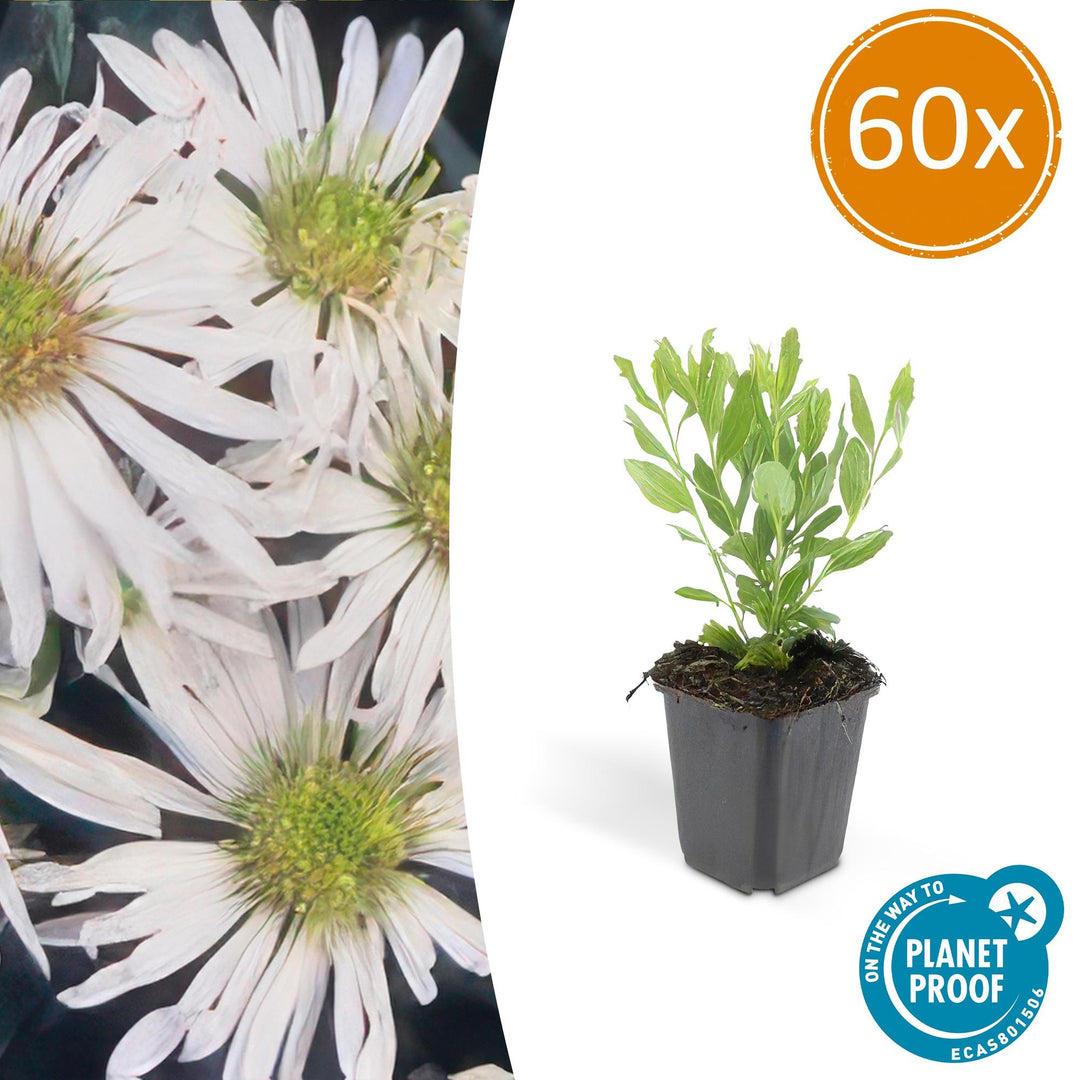 60x Aster ageratoides 'Ashvi' White - Hardy Perennial - Ø9cm