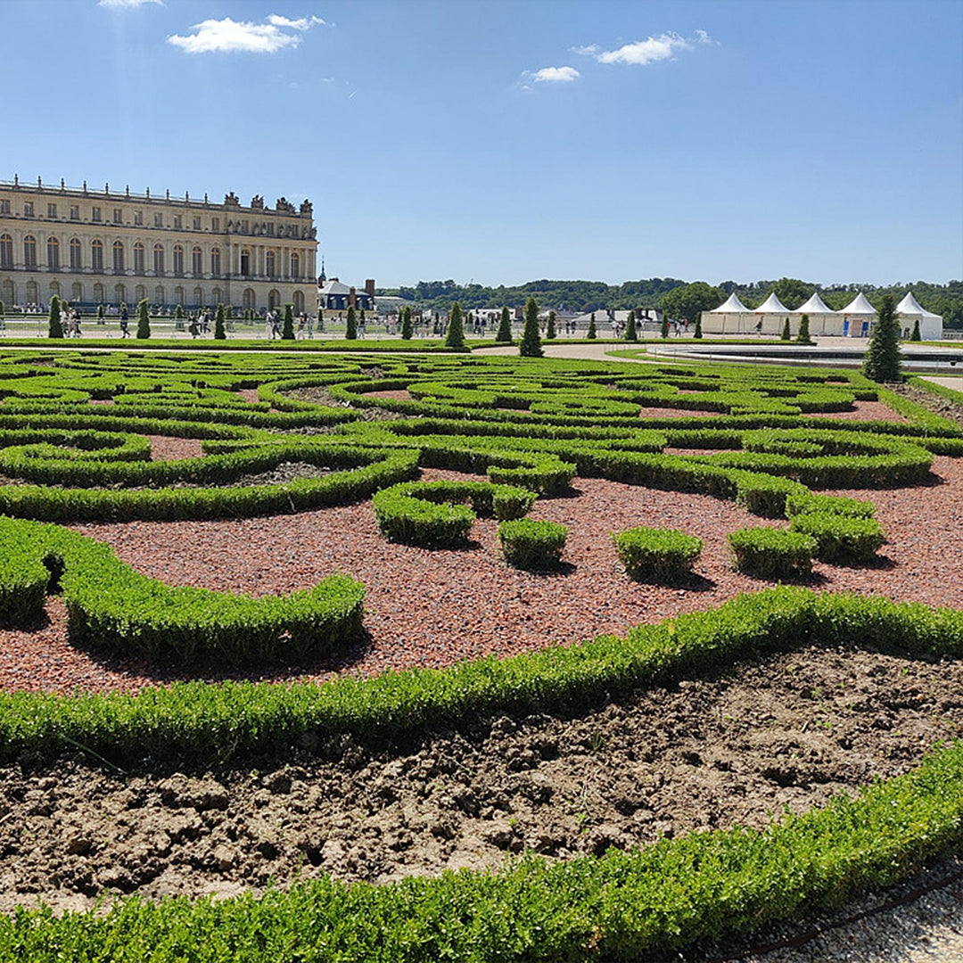 4 BetterBuxus Babylon Beauty box hedging plants in 19cm pots - view 6