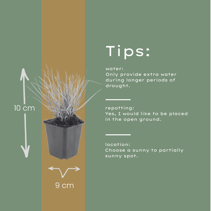 24x Sesleria autumnalis - ↕10-25cm - Ø9cm full-plant overview, healthy foliage and strong roots