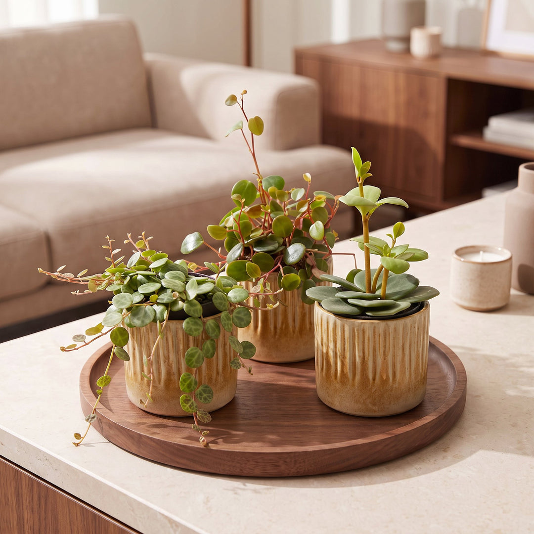 Baby Peperomia Mix houseplants, pack of 3, image 3