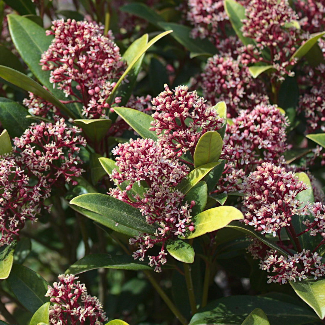 Pack of 3 Skimmia japonica 'Rubella' plants in 10.5cm pots, 25cm tall - view 5