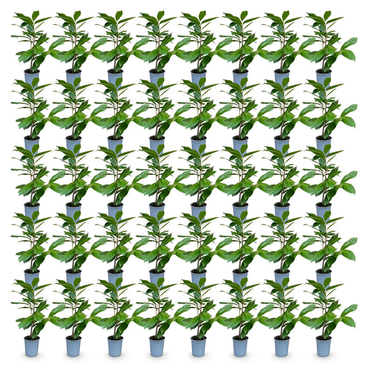 40 Prunus laurocerasus 'Rotundifolia' cherry laurel plants in 9cm pots, 25-35cm tall - view 2