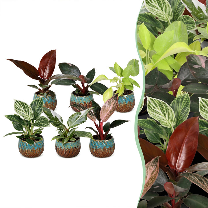 Baby Philodendron Family houseplants, pack of 6 in growing pots