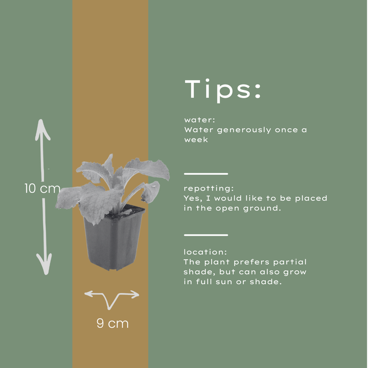 60x Digitalis purpurea - ↕10-25cm - Ø9cm