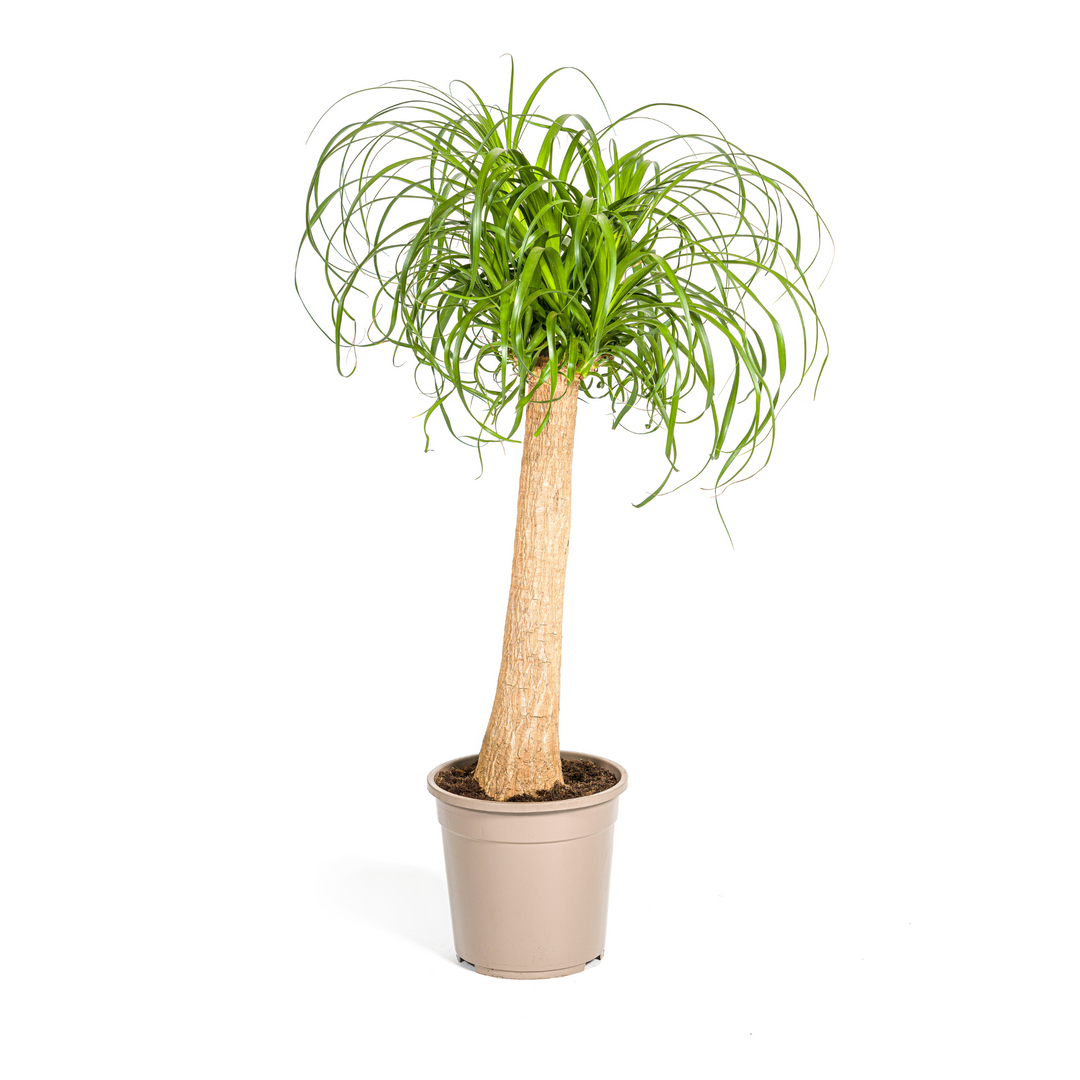 Beaucarnea Recurvata Stam 80-100cm — Ponytail Palm in 24cm pot